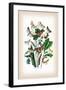 Moths: Leucania Pallens, L. Obsoleta-William Forsell Kirby-Framed Art Print