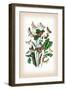 Moths: Leucania Pallens, L. Obsoleta-William Forsell Kirby-Framed Art Print