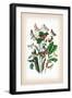 Moths: Leucania Pallens, L. Obsoleta-William Forsell Kirby-Framed Art Print