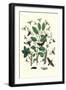 Moths: M. Stellatarum, M. Croatica-William Forsell Kirby-Framed Art Print