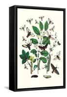 Moths: M. Stellatarum, M. Croatica-William Forsell Kirby-Framed Stretched Canvas