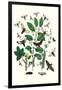 Moths: M. Stellatarum, M. Croatica-William Forsell Kirby-Framed Art Print