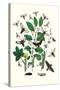 Moths: M. Stellatarum, M. Croatica-William Forsell Kirby-Stretched Canvas