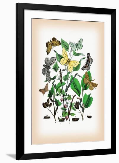 Moths: Metrocampa Margaritaria, Eugonia Autumnaria-William Forsell Kirby-Framed Art Print