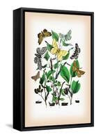 Moths: Metrocampa Margaritaria, Eugonia Autumnaria-William Forsell Kirby-Framed Stretched Canvas