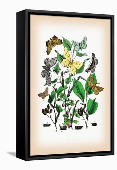 Moths: Metrocampa Margaritaria, Eugonia Autumnaria-William Forsell Kirby-Framed Stretched Canvas