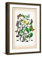 Moths: Metrocampa Margaritaria, Eugonia Autumnaria-William Forsell Kirby-Framed Art Print