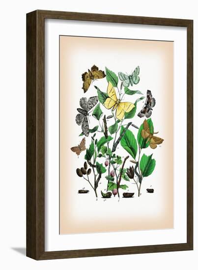 Moths: Metrocampa Margaritaria, Eugonia Autumnaria-William Forsell Kirby-Framed Art Print