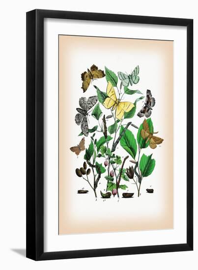 Moths: Metrocampa Margaritaria, Eugonia Autumnaria-William Forsell Kirby-Framed Art Print