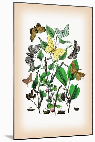Moths: Metrocampa Margaritaria, Eugonia Autumnaria-William Forsell Kirby-Mounted Art Print