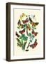 Moths: N. Plantaginis, A. Purpurea-William Forsell Kirby-Framed Art Print