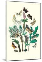 Moths: O. Gonostigma, D. Pudibunda-William Forsell Kirby-Mounted Art Print