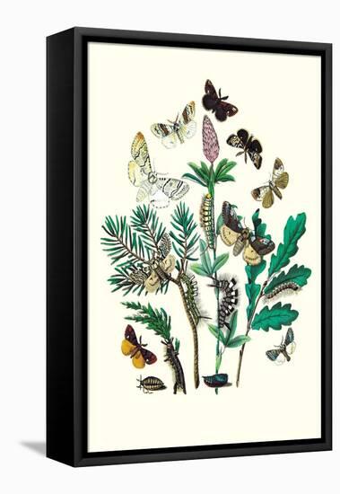 Moths: O. Gonostigma, D. Pudibunda-William Forsell Kirby-Framed Stretched Canvas