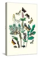 Moths: O. Gonostigma, D. Pudibunda-William Forsell Kirby-Stretched Canvas