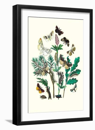 Moths: O. Gonostigma, D. Pudibunda-William Forsell Kirby-Framed Art Print