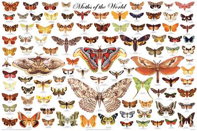 Moths of the World Educational/Decorative Poster Print 36x24 FREE SHIPPING 