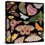 Moths Pachanga, Moths Mix-Belen Mena-Stretched Canvas