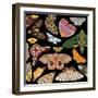 Moths Pachanga, Moths Mix-Belen Mena-Framed Giclee Print