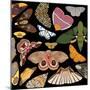 Moths Pachanga, Moths Mix-Belen Mena-Mounted Giclee Print