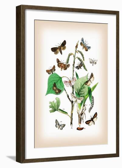 Moths: Pachnobia Carnea, Brithys Pancratii-William Forsell Kirby-Framed Art Print