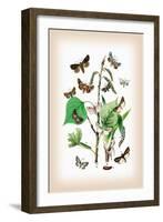 Moths: Pachnobia Carnea, Brithys Pancratii-William Forsell Kirby-Framed Art Print