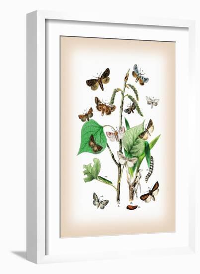 Moths: Pachnobia Carnea, Brithys Pancratii-William Forsell Kirby-Framed Art Print