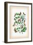 Moths: Pericallia Syringaria, Therapis Evonymaria-William Forsell Kirby-Framed Art Print