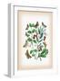 Moths: Pericallia Syringaria, Therapis Evonymaria-William Forsell Kirby-Framed Art Print