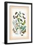 Moths: Plusia Iota, P. Hochenwarthi-William Forsell Kirby-Framed Art Print