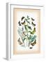 Moths: Plusia Iota, P. Hochenwarthi-William Forsell Kirby-Framed Art Print