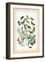 Moths: Plusia Iota, P. Hochenwarthi-William Forsell Kirby-Framed Art Print