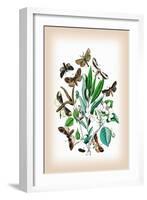 Moths: Pterostoma Palpina, Statalia Argentina-William Forsell Kirby-Framed Art Print