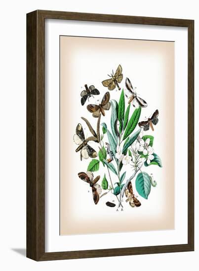 Moths: Pterostoma Palpina, Statalia Argentina-William Forsell Kirby-Framed Art Print