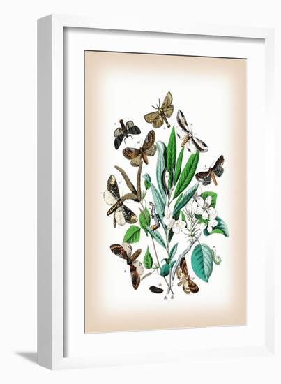 Moths: Pterostoma Palpina, Statalia Argentina-William Forsell Kirby-Framed Art Print