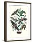 Moths: S. Pinastri, S. Convolvuli, S. Lingustri-William Forsell Kirby-Framed Art Print