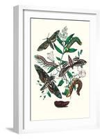 Moths: S. Pinastri, S. Convolvuli, S. Lingustri-William Forsell Kirby-Framed Art Print