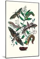 Moths: S. Pinastri, S. Convolvuli, S. Lingustri-William Forsell Kirby-Mounted Art Print