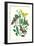 Moths: S. Tilioe, S. Quercus, S. Populi, S. Ocellatus-William Forsell Kirby-Framed Art Print