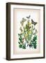 Moths: Selenia Bilunaria, Rumia Luteolata-William Forsell Kirby-Framed Art Print