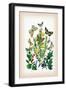 Moths: Selenia Bilunaria, Rumia Luteolata-William Forsell Kirby-Framed Art Print