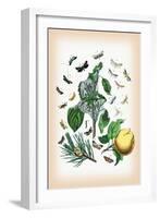 Moths: Tineae Tapetzella, Carpocapsa Pomonella-William Forsell Kirby-Framed Art Print