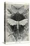 Moths -Tineida-Ernst Haeckel-Stretched Canvas