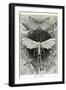 Moths -Tineida-Ernst Haeckel-Framed Art Print