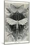 Moths -Tineida-Ernst Haeckel-Mounted Art Print