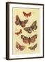 Moths-null-Framed Art Print