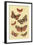 Moths-null-Framed Art Print