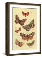 Moths-null-Framed Art Print