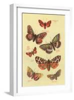 Moths-null-Framed Art Print