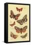 Moths-null-Framed Stretched Canvas