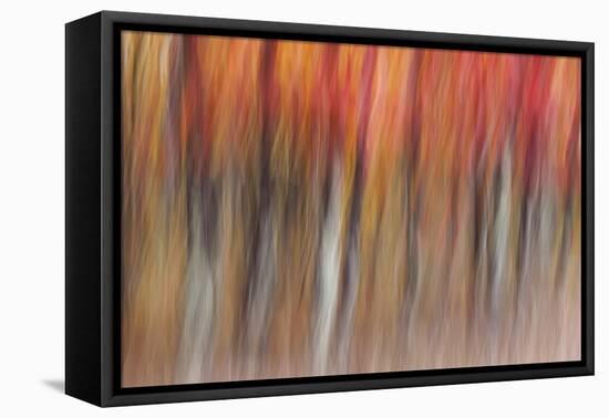 Motion blur of autumn-hued forest, Wisconsin-Brenda Tharp-Framed Stretched Canvas